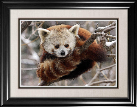 Red Panda Framed Print - Frameworth Sports Canada 