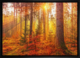 Golden Forest 20x29 Framed Canvas - Frameworth Sports Canada 