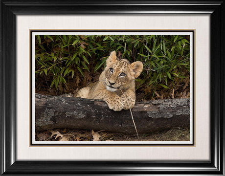 Lion Cub Framed Print - Frameworth Sports Canada 