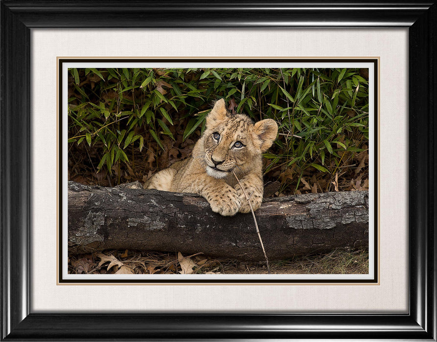 Lion Cub Framed Print