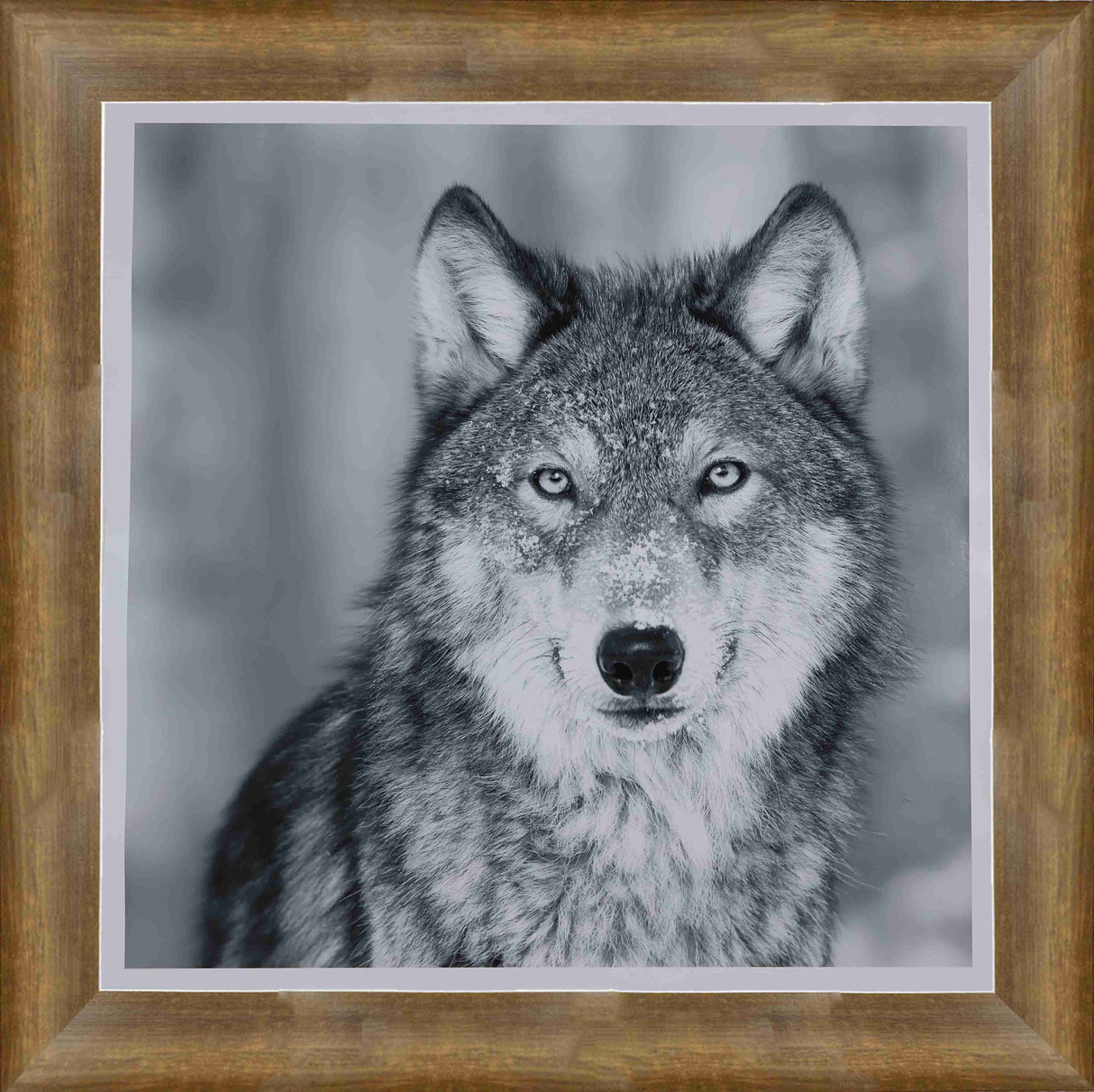 Wolf framed Black & White Portrait