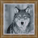 Wolf framed Black & White Portrait