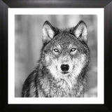 Wolf framed Black & White Portrait - Frameworth Sports Canada 