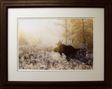 Algonquin Moose Framed By Andrew Collett - Frameworth Sports Canada 